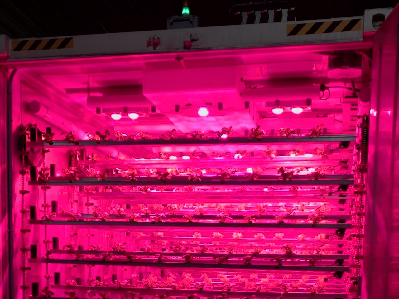Growing racks under LED grow lights at a SkyFarms facility